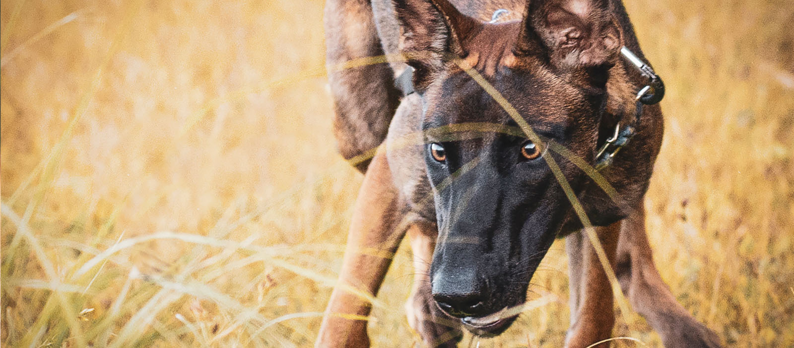 belgian-malinois