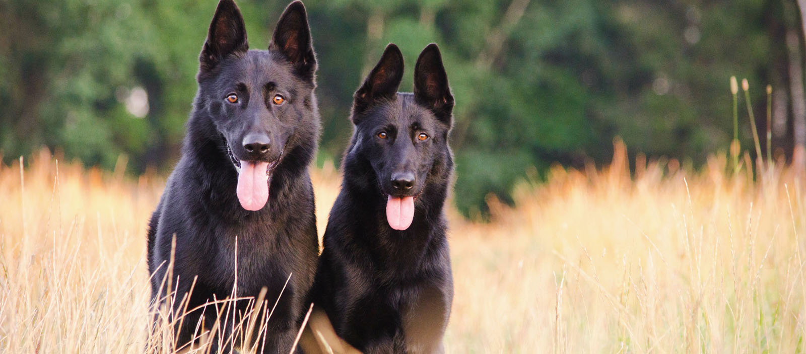 german-pshepherd1