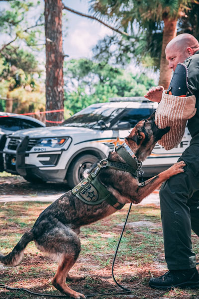 Schutzhund training in Las Vegas (IPO)