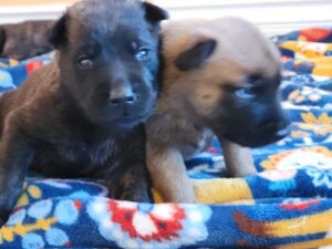 Belgian Malinois puppies for sale Las Vegas - All in One K9
