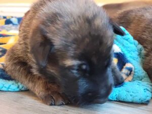 Belgian Malinois puppies for sale Las Vegas - All in One K9