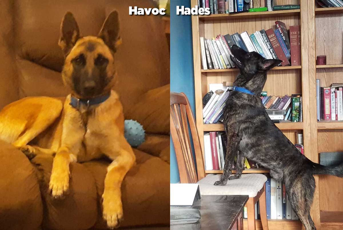 Havoc and Hades are teh parents of this Malinois litter