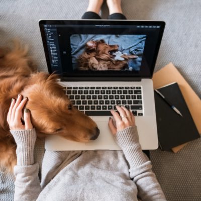 The Golden Retriever Dog works with the owner. The Golden Retriever Dog works with the owner.