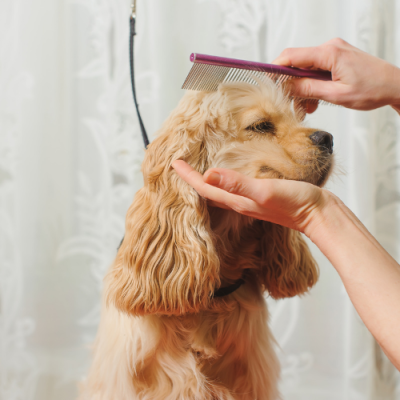 Dog-groomer Dog-groomer