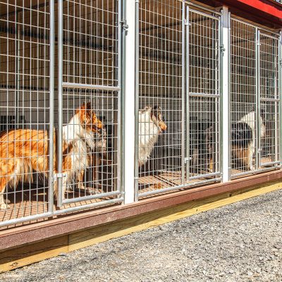 dog-boarding-cost-1600×9999 dog-boarding-cost-1600x9999